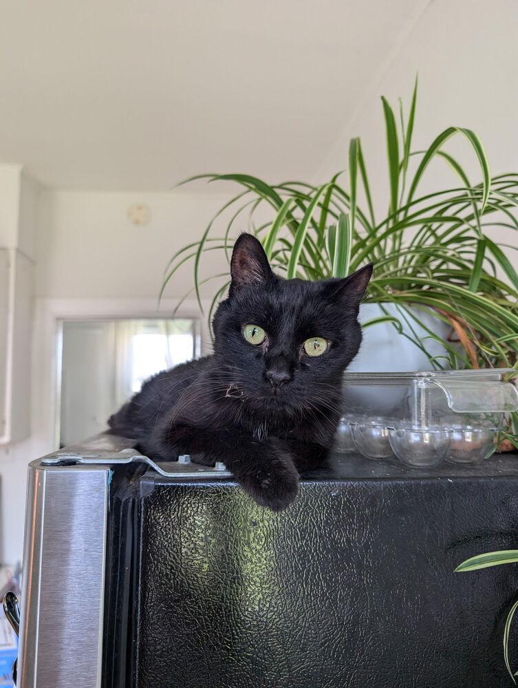 Ramona — thumbnail 3