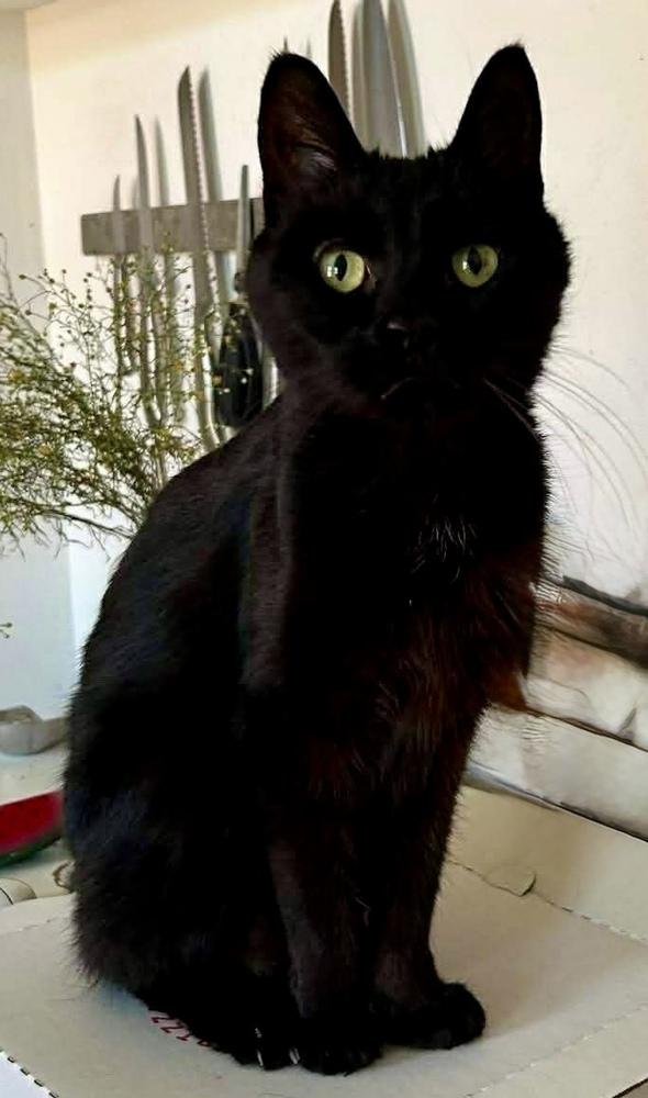 Ramona — thumbnail 4