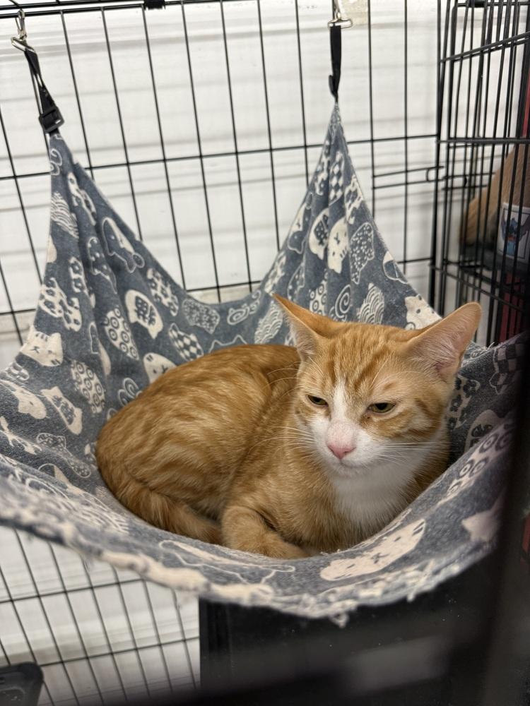 Crush, Adoptable, Kitten Female Domestic Short Hair.