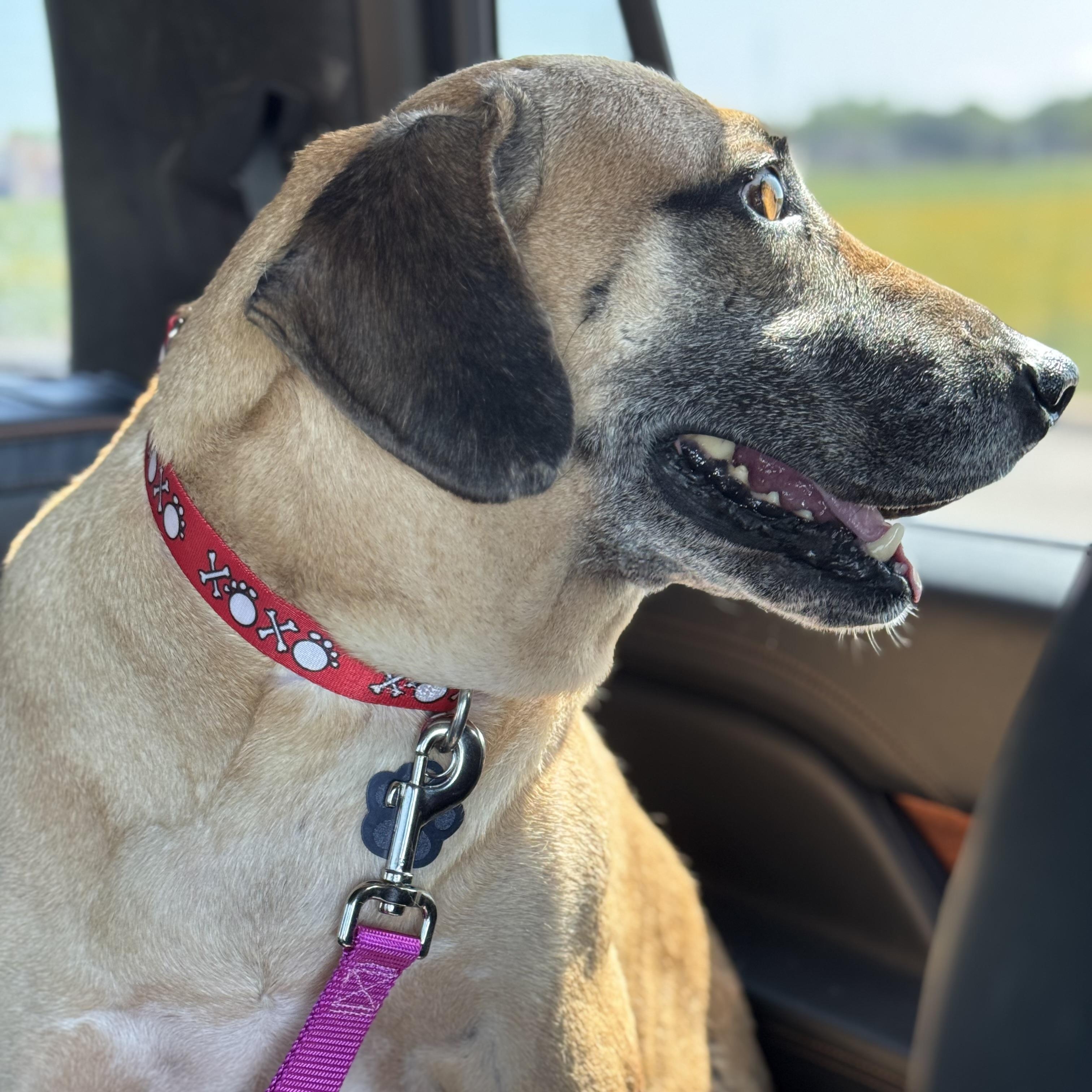 Hunter, Adult Male Rhodesian Ridgeback
