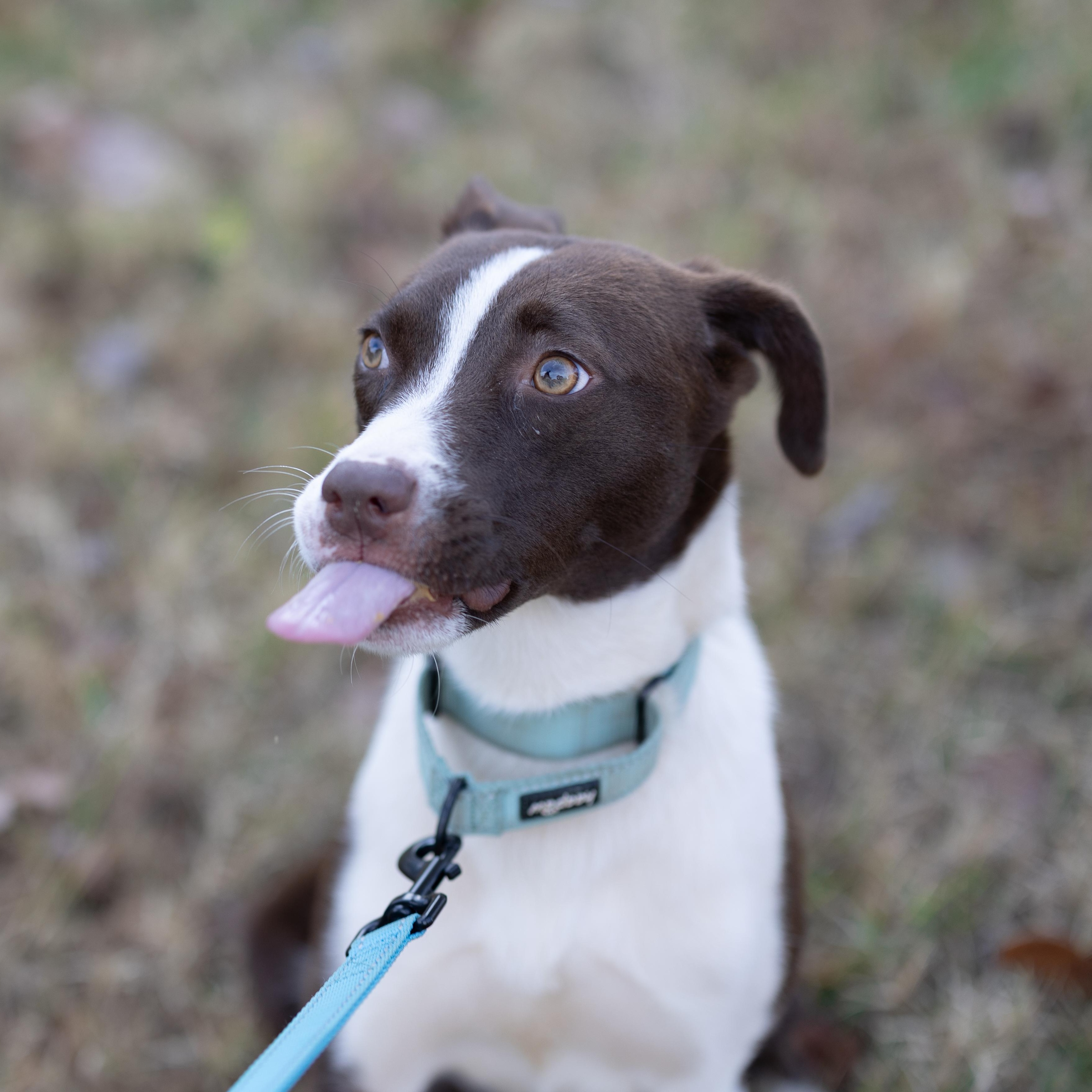 Autumn, a Adoptable mixed breed in Rock Hill, SC image 2/6