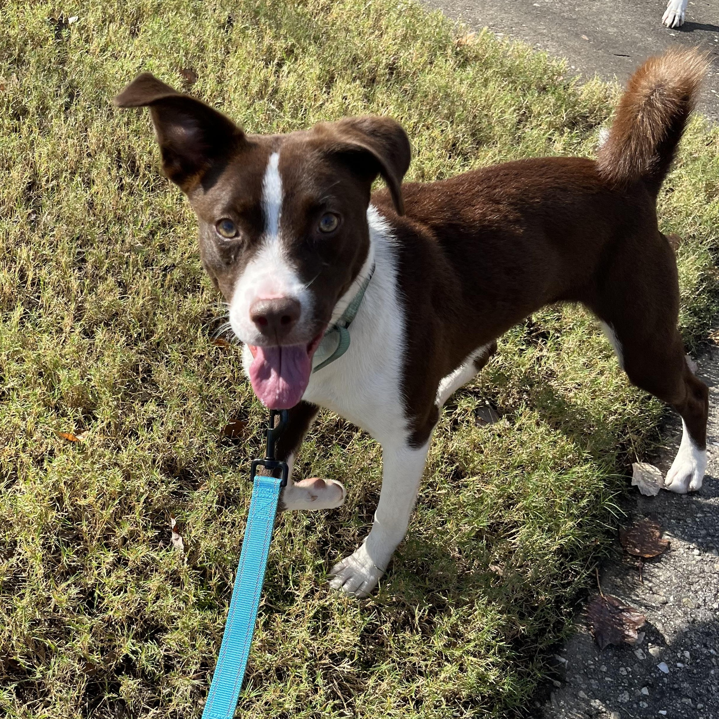 Autumn, a Adoptable mixed breed in Rock Hill, SC image 4/6