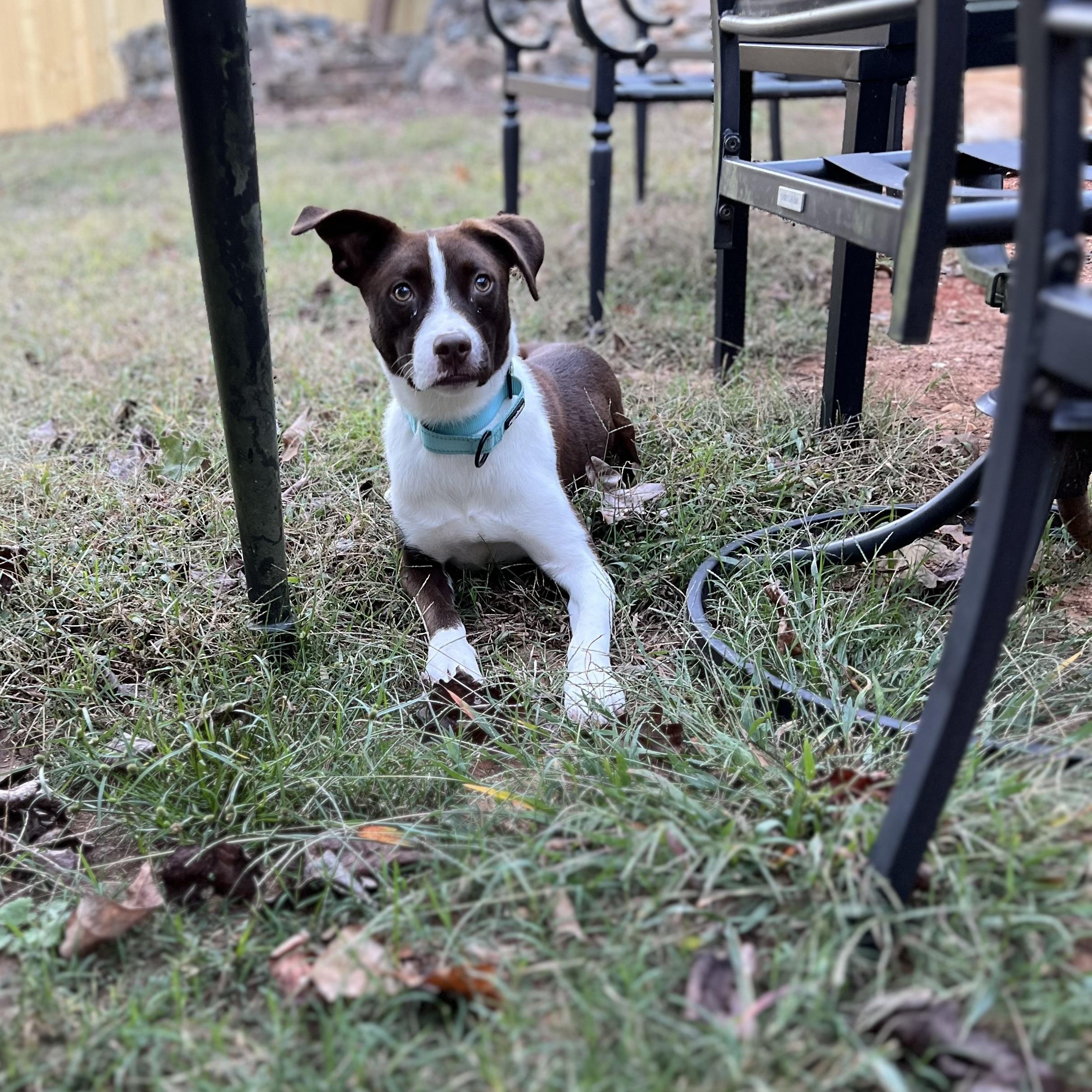 Autumn, a Adoptable mixed breed in Rock Hill, SC image 6/6