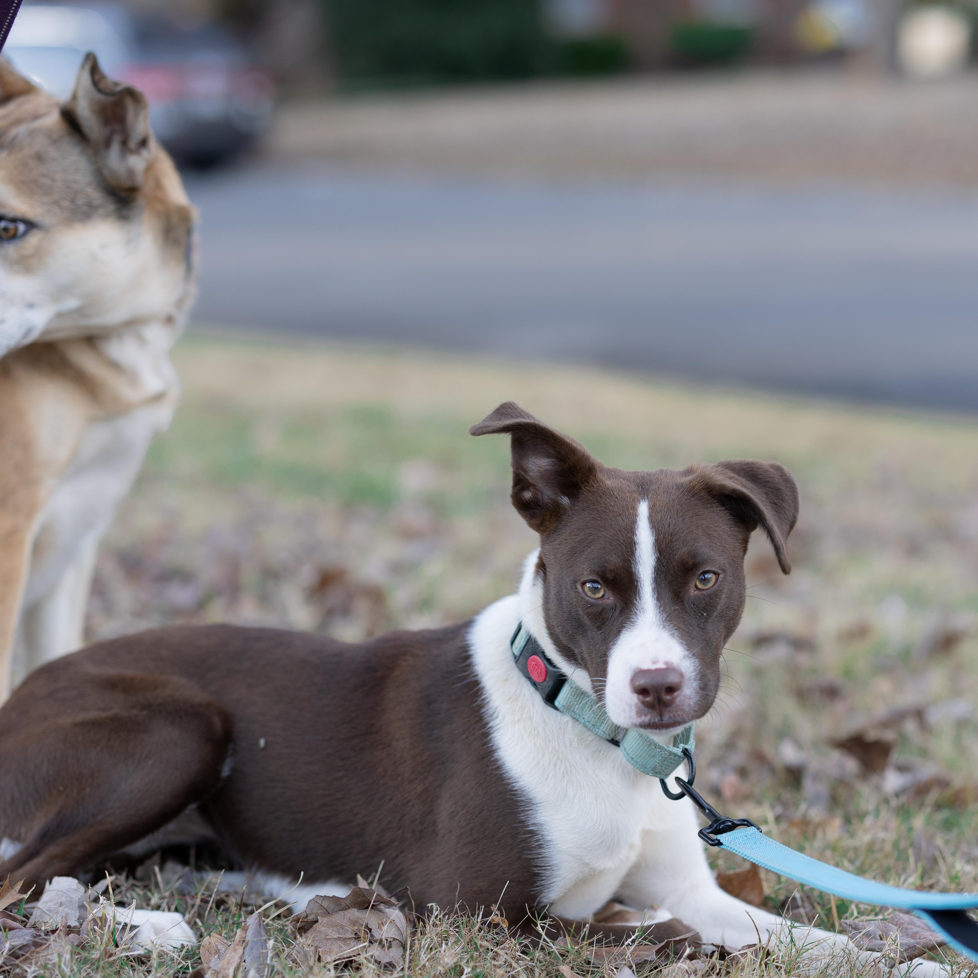 Autumn, a Adoptable mixed breed in Rock Hill, SC image 5/6