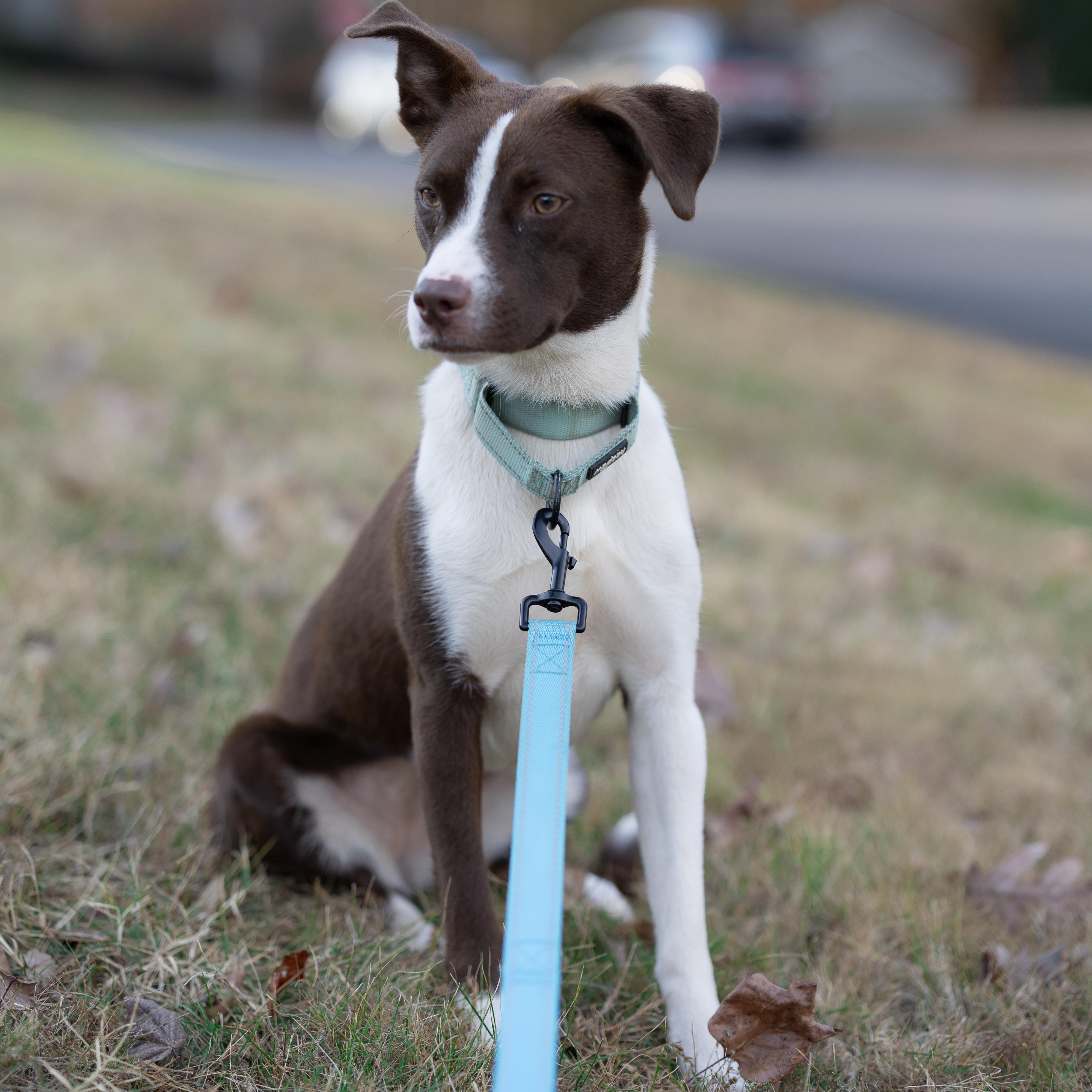 Autumn, a Adoptable mixed breed in Rock Hill, SC image 1/6
