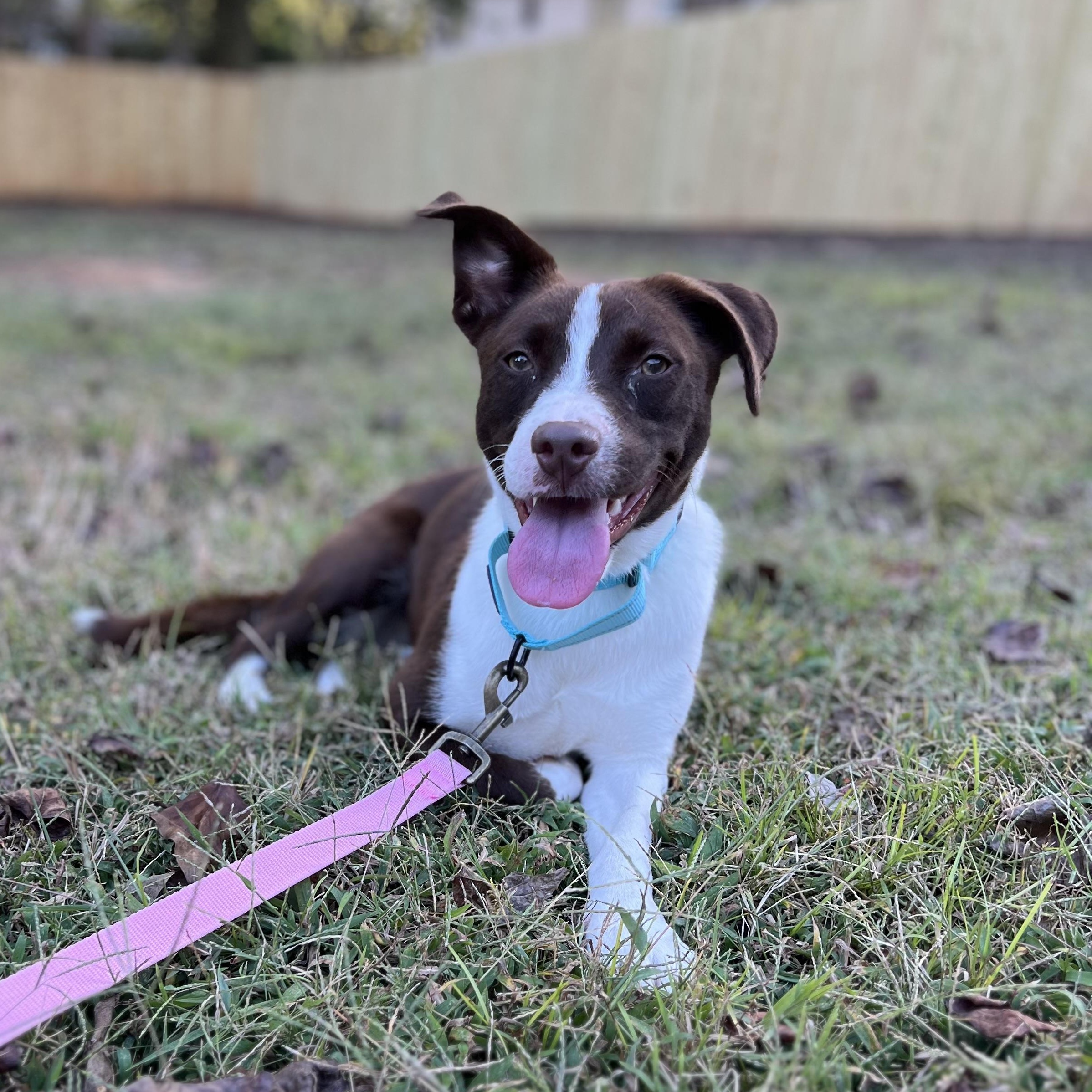 Autumn, Adoptable, Young Female Border Collie & Rat Terrier.