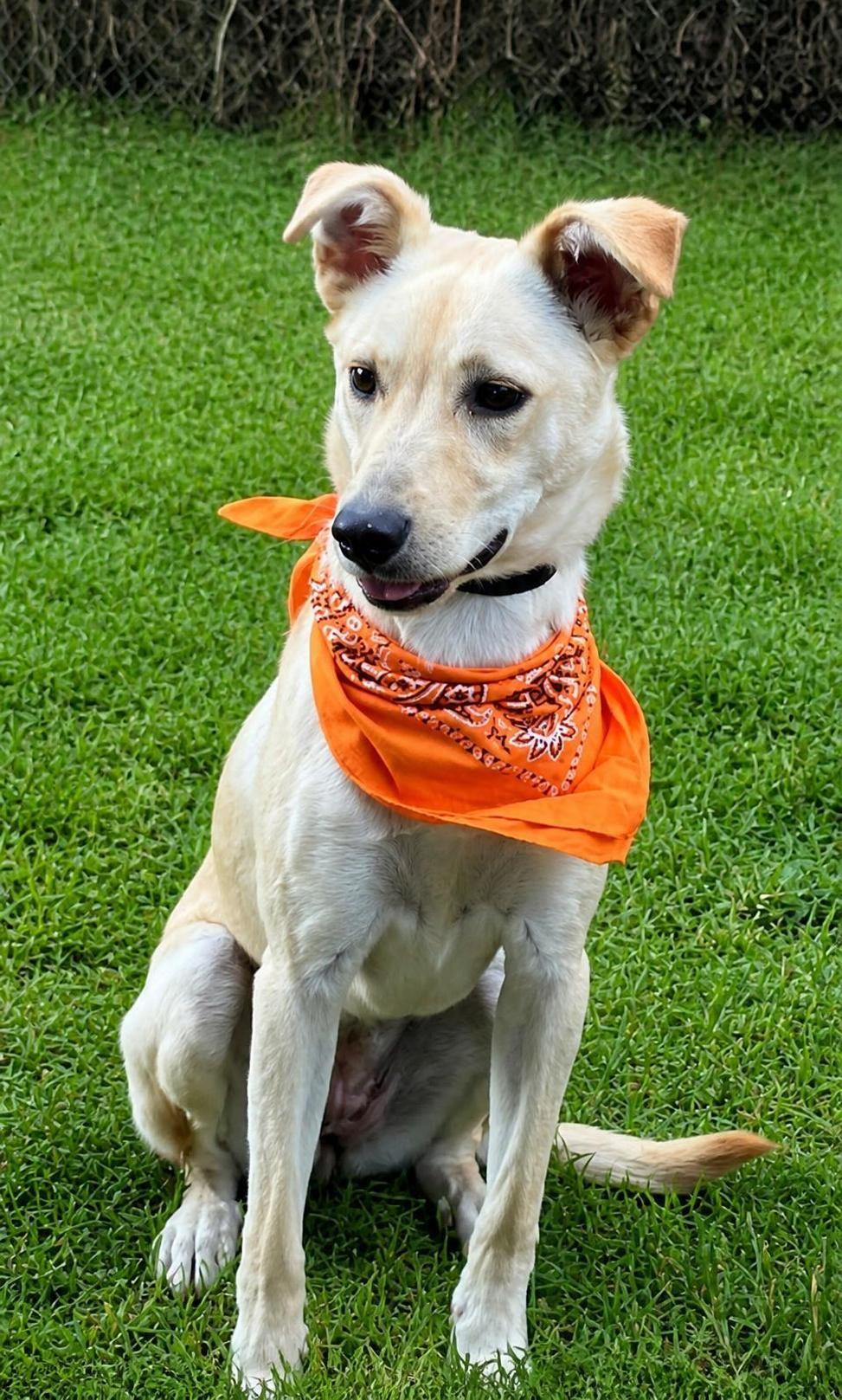 Enlarge Carly, a Adoptable mixed breed in Willington, CT image 5/6