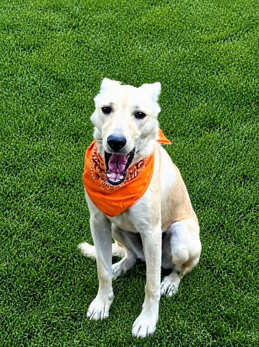 Enlarge Carly, a Adoptable mixed breed in Willington, CT image 2/6