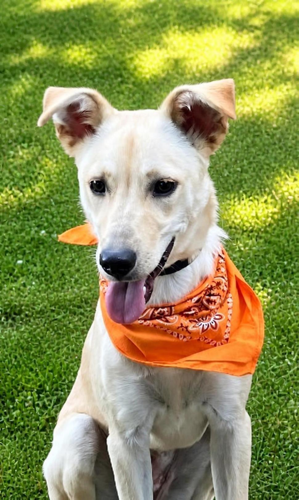 Enlarge Carly, a Adoptable mixed breed in Willington, CT image 1/6