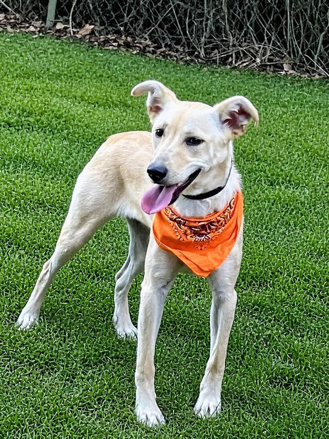 Enlarge Carly, a Adoptable mixed breed in Willington, CT image 3/6