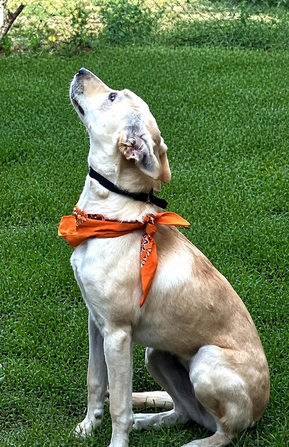 Enlarge Carly, a Adoptable mixed breed in Willington, CT image 4/6