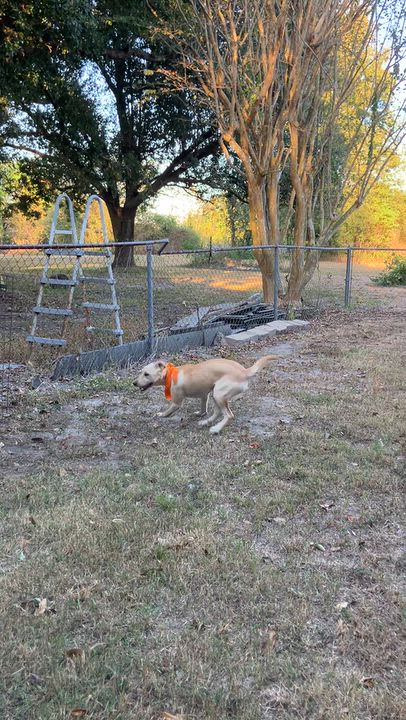Enlarge Carly, a Adoptable mixed breed in Willington, CT video 6/6