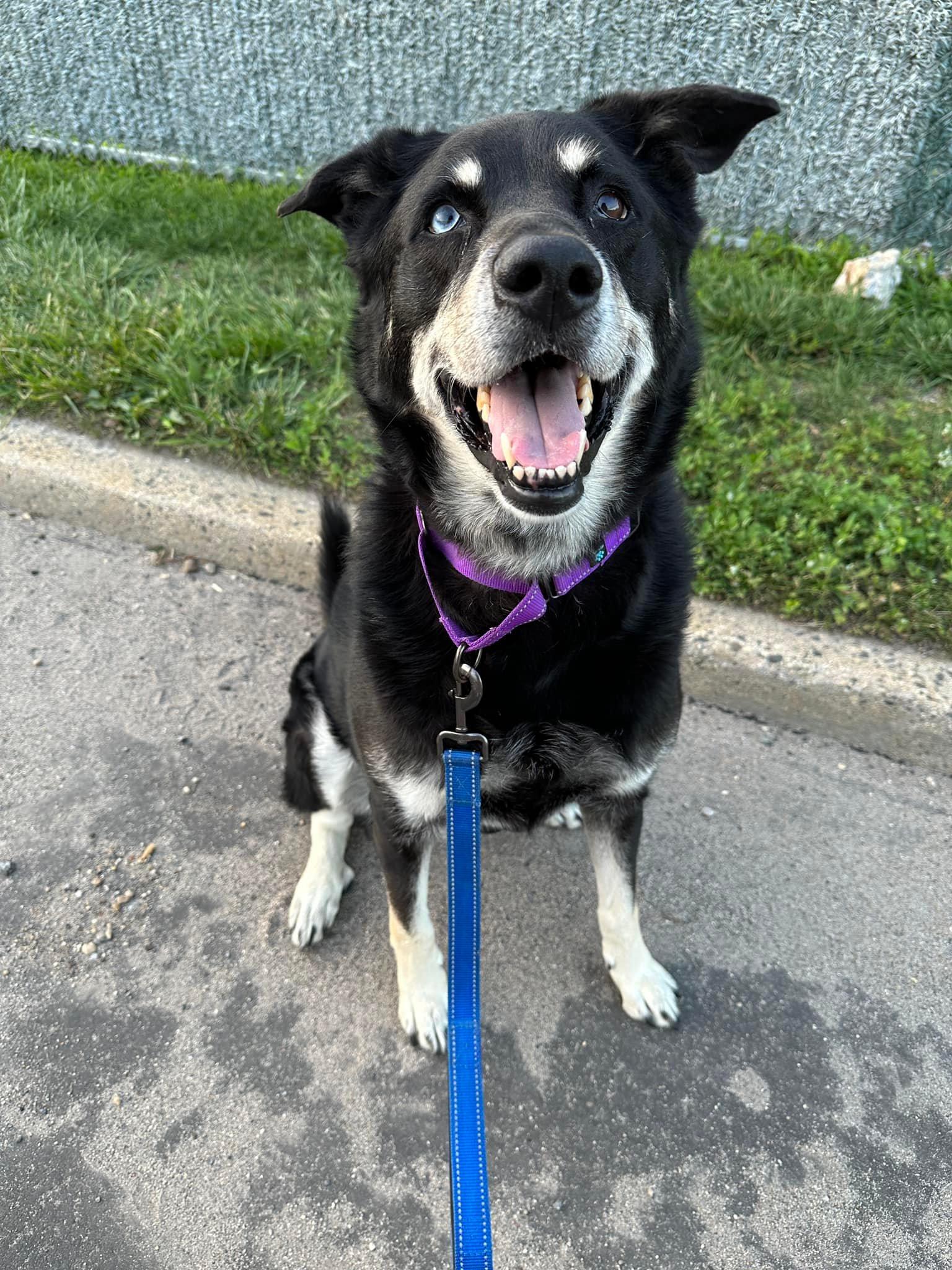 Enlarge Mac, a ADOPTABLE mixed breed in Long Beach, NY image 1/4