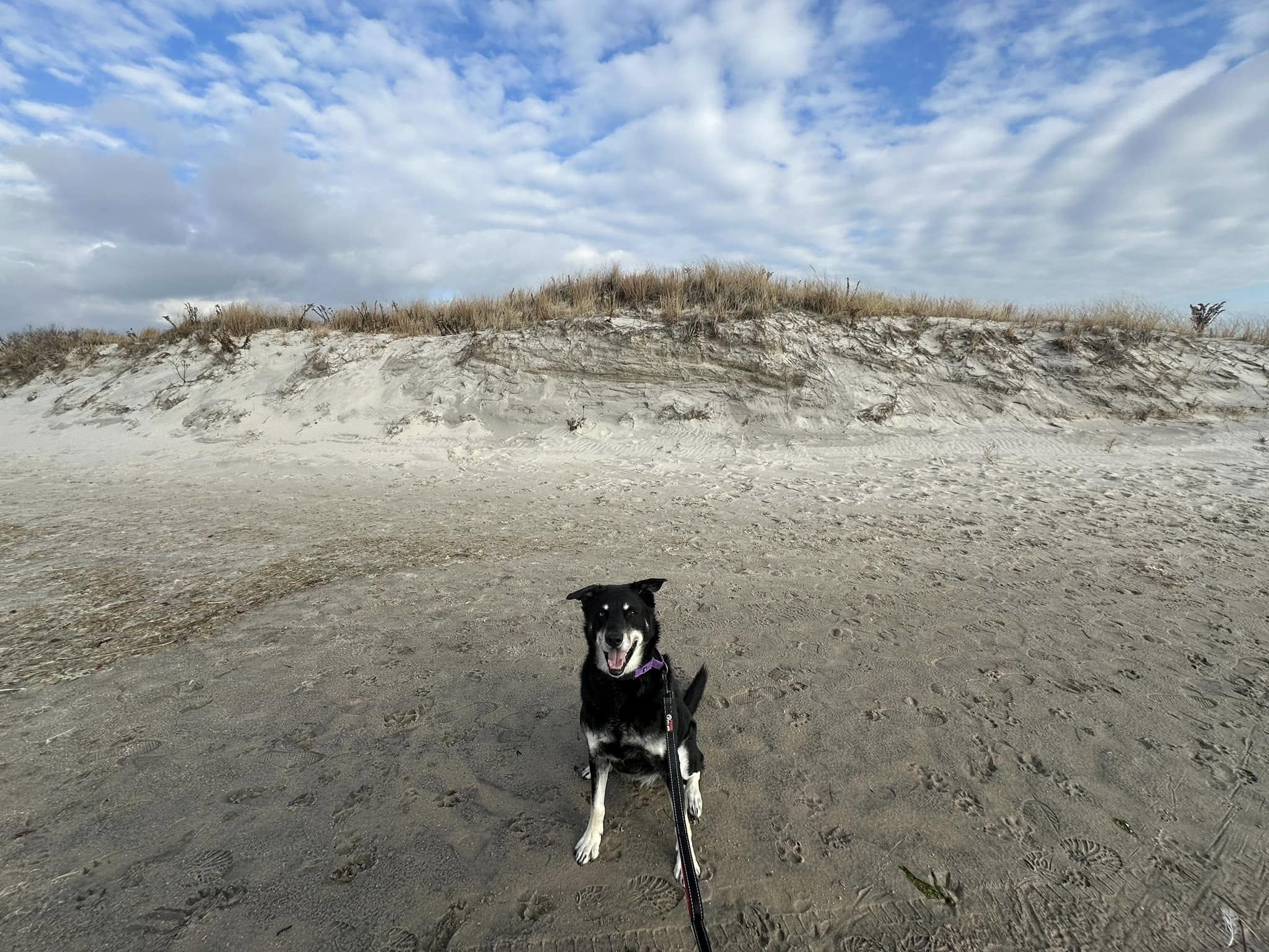 Enlarge Mac, a ADOPTABLE mixed breed in Long Beach, NY image 3/4