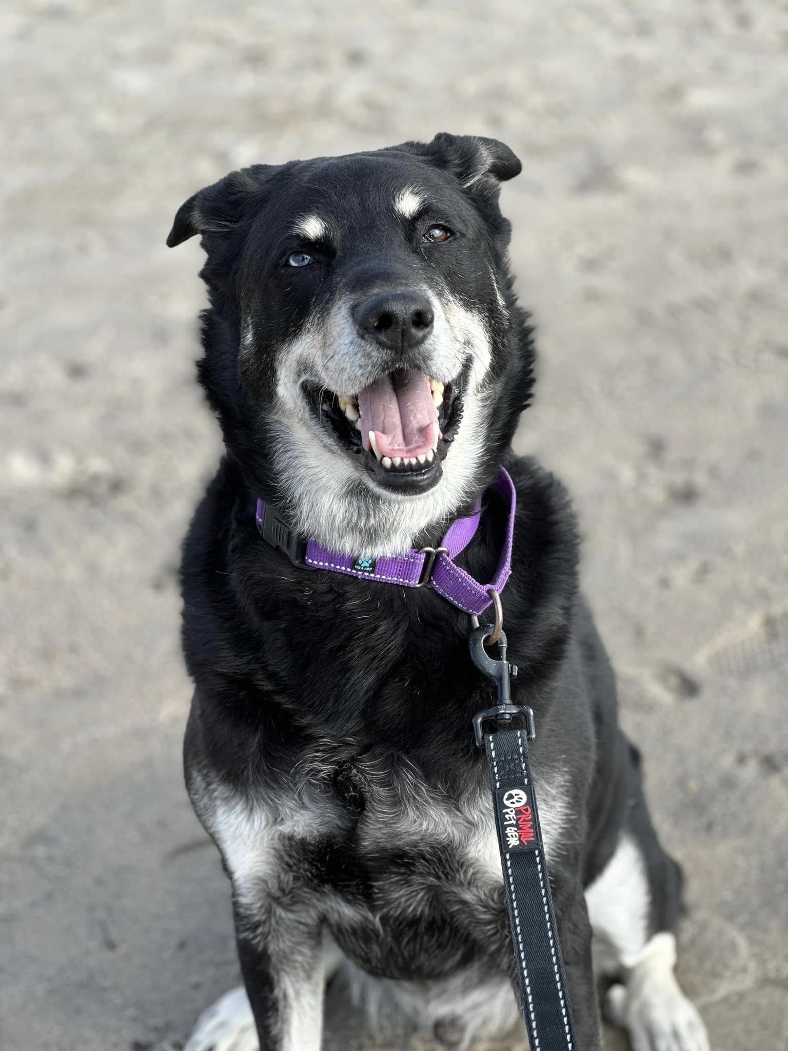 Enlarge Mac, a ADOPTABLE mixed breed in Long Beach, NY image 4/4