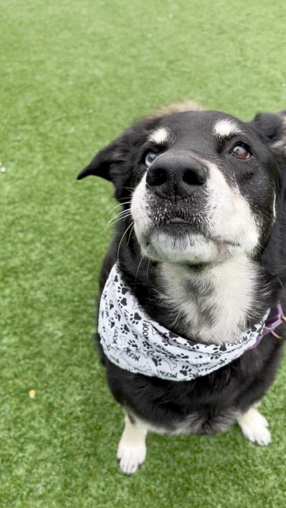 Enlarge Mac, a ADOPTABLE mixed breed in Long Beach, NY video 5/5