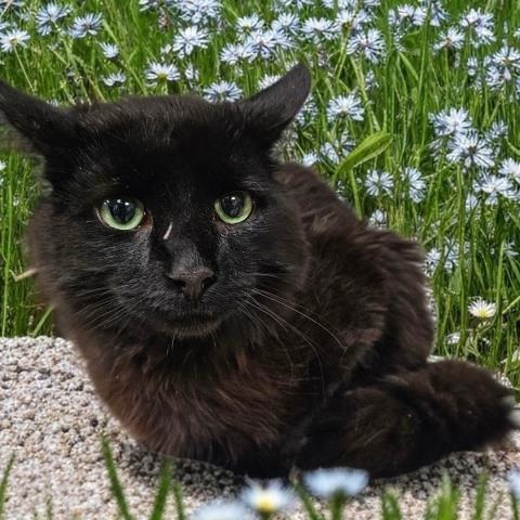 BODHI, Adoptable, Adult Male Domestic Medium Hair.