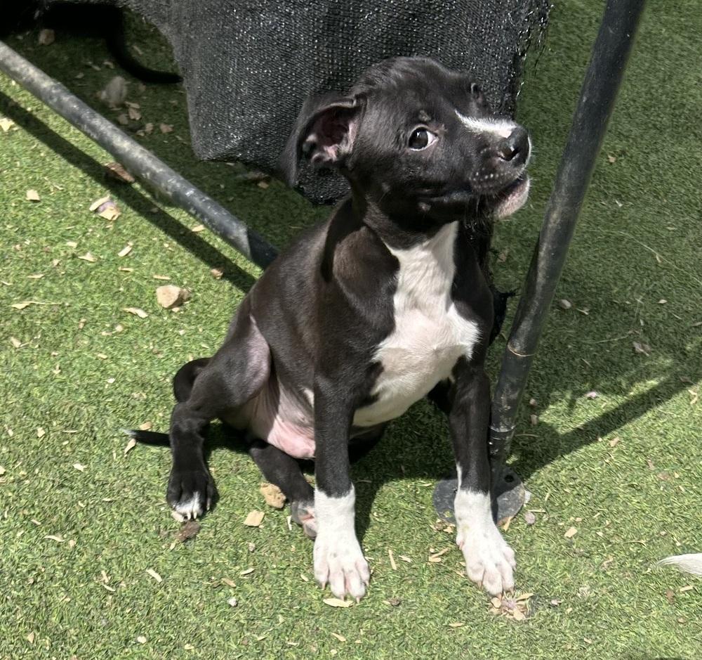 Enlarge Rocky, a Adoptable mixed breed in Brownstown, IN image 1/1