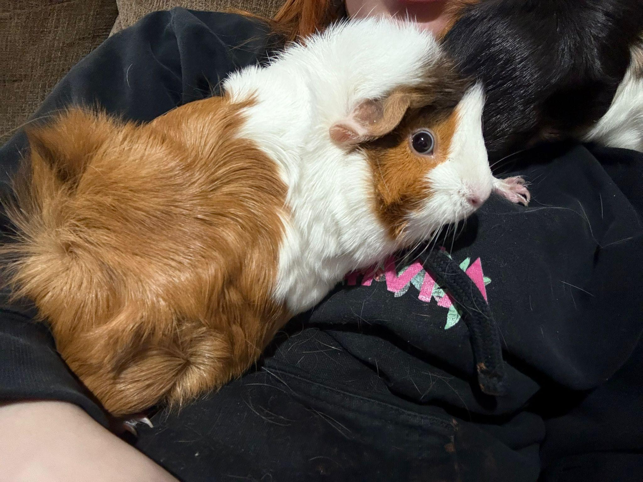 Loralyndra, Adoptable, Young Female Guinea Pig.