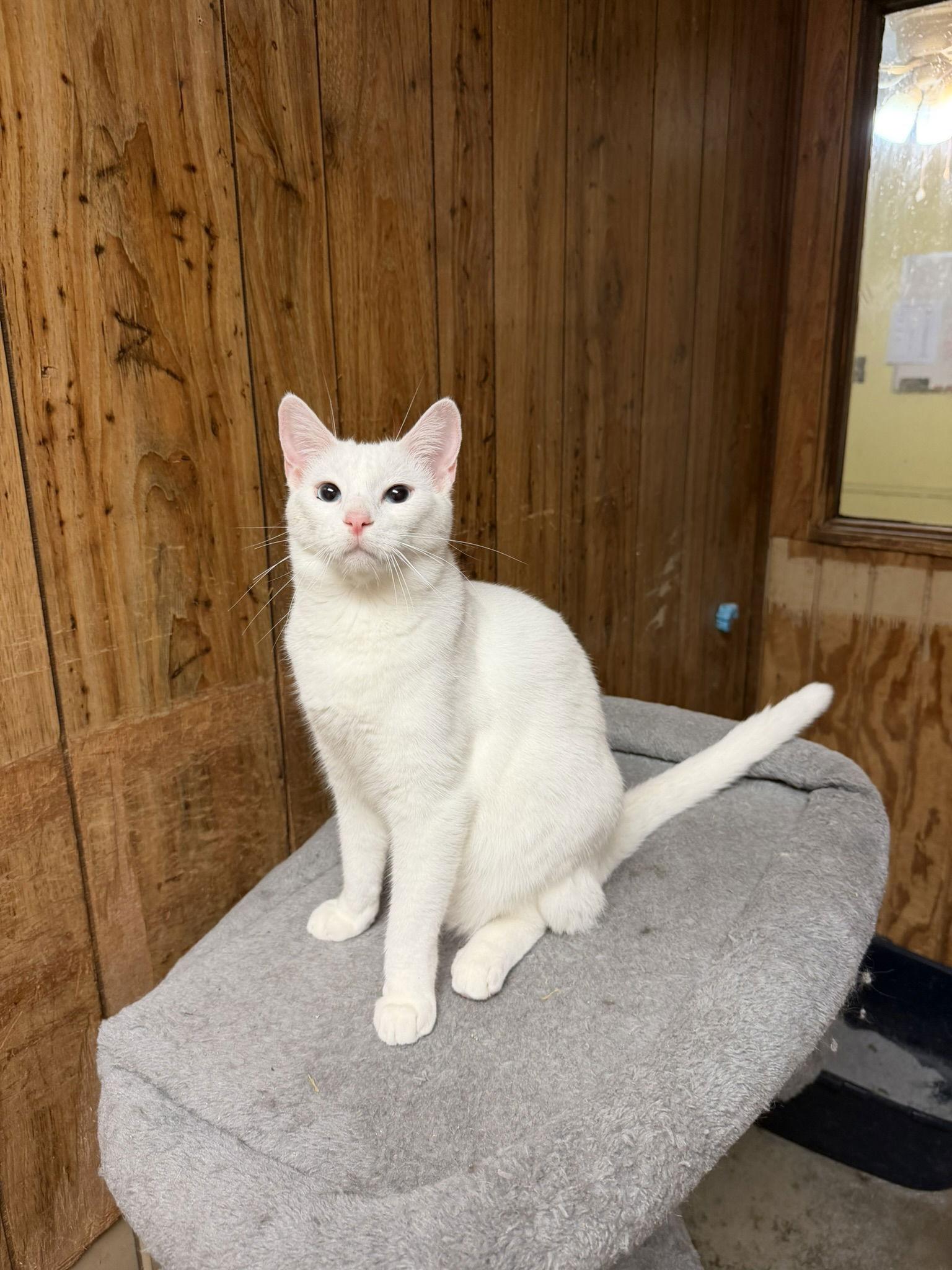 Enlarge Smudge, a Adoptable Domestic Short Hair in Jackson, MS image 1/3