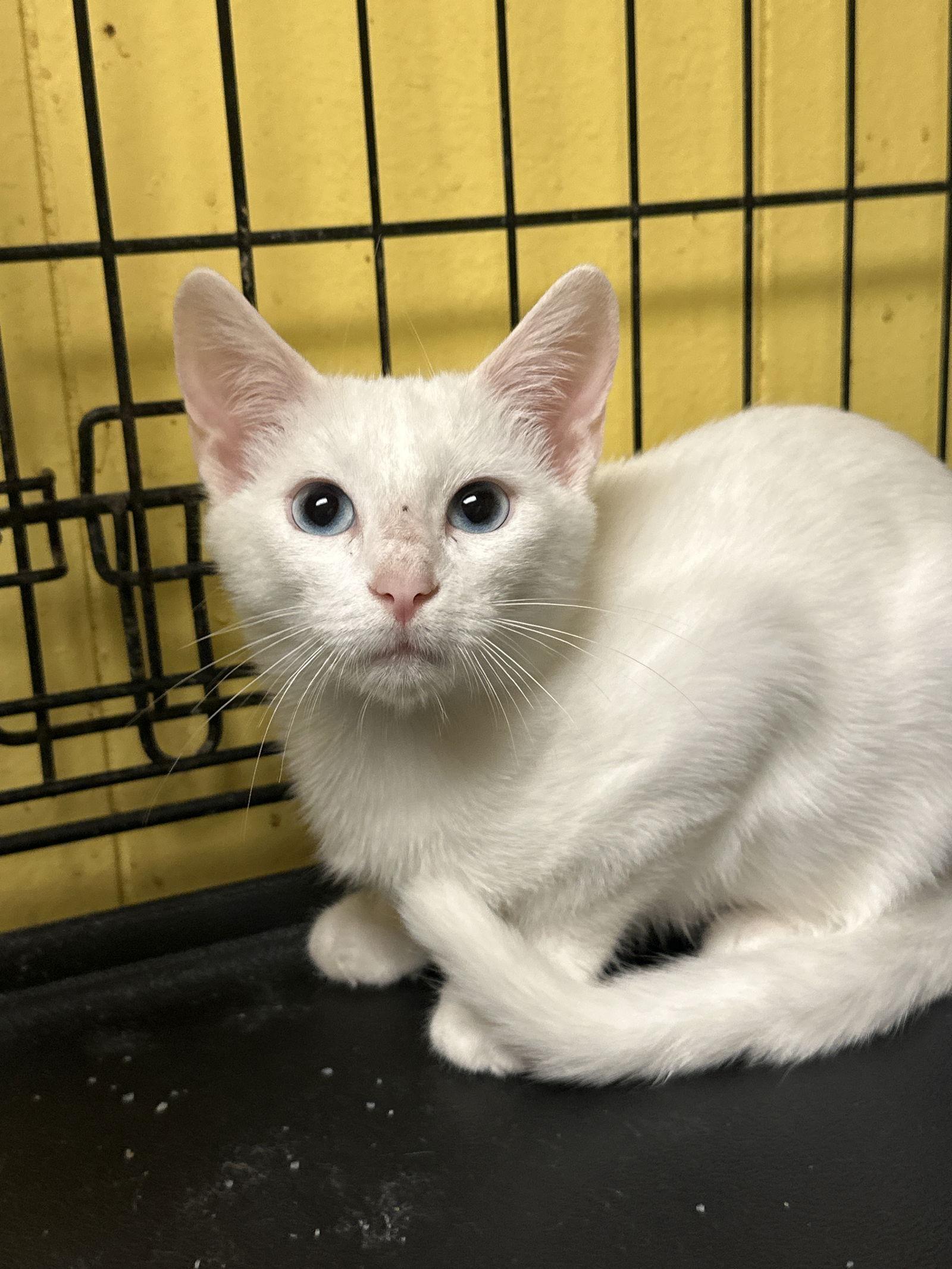 Enlarge Smudge, a Adoptable Domestic Short Hair in Jackson, MS image 2/3