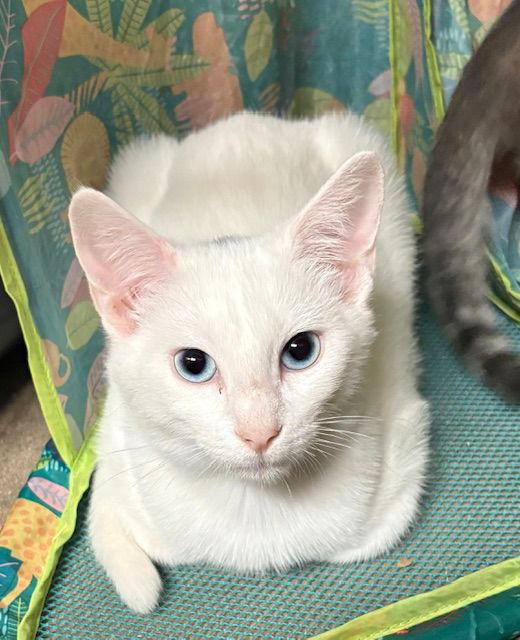 Enlarge Smudge, a Adoptable Domestic Short Hair in Jackson, MS image 3/3