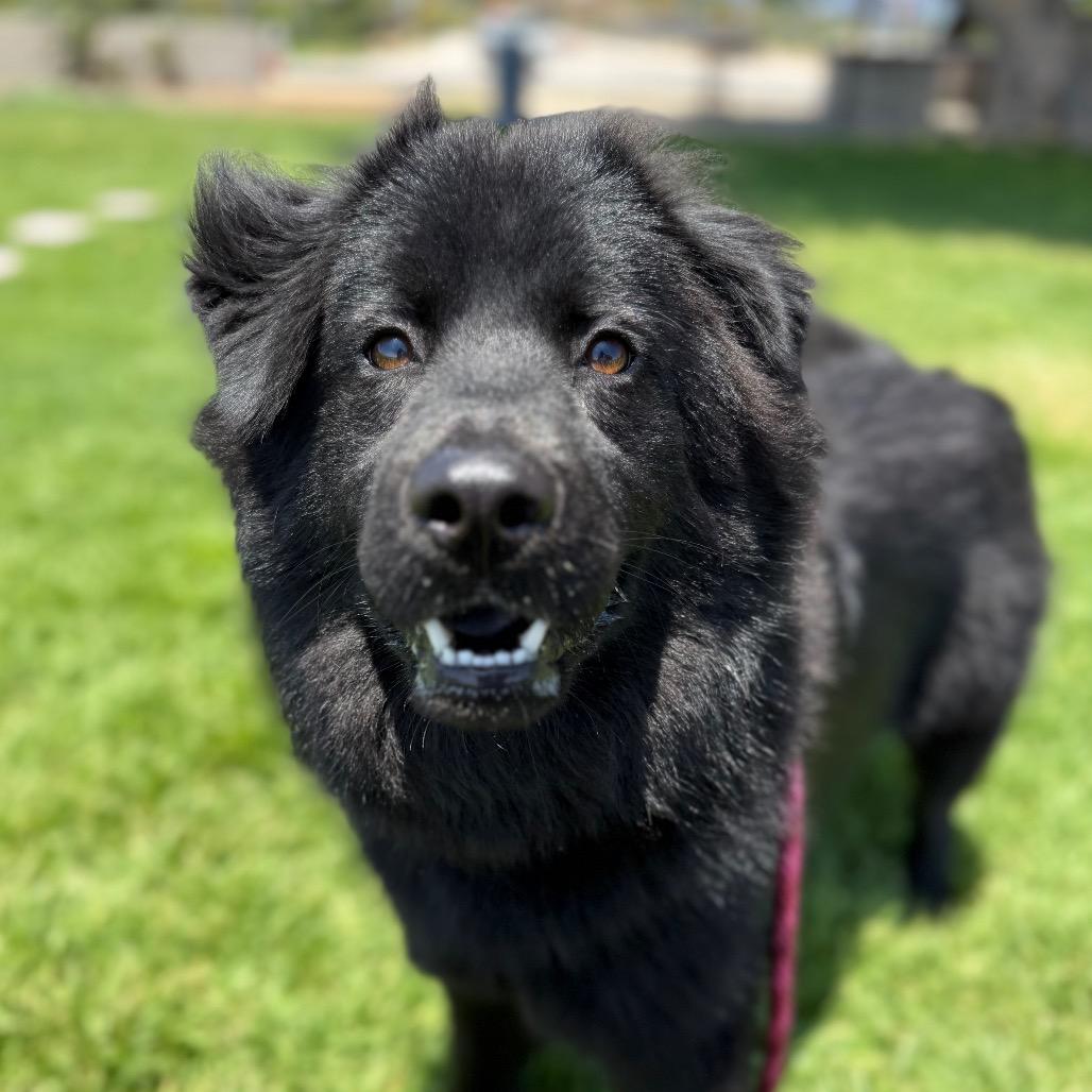 Aquarius, Adoptable, Young Female Chow Chow & Newfoundland Dog.