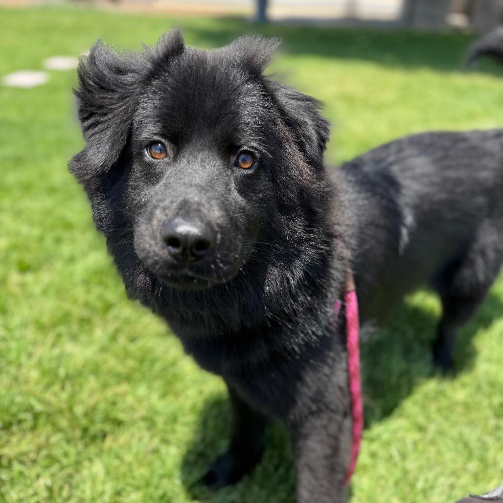 Aquarius, a Adoptable mixed breed in Santa Barbara, CA image 2/6