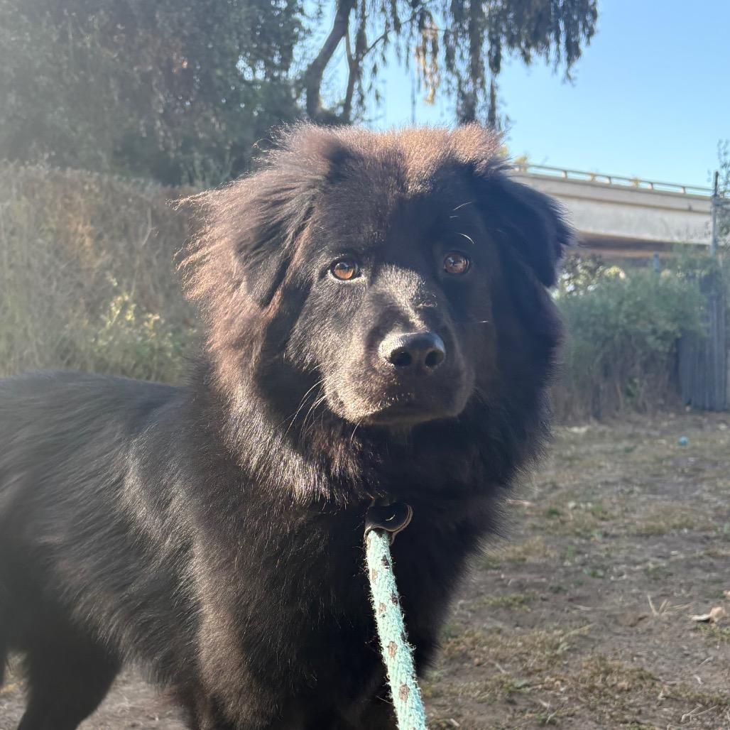 Aquarius, a Adoptable mixed breed in Santa Barbara, CA image 3/6
