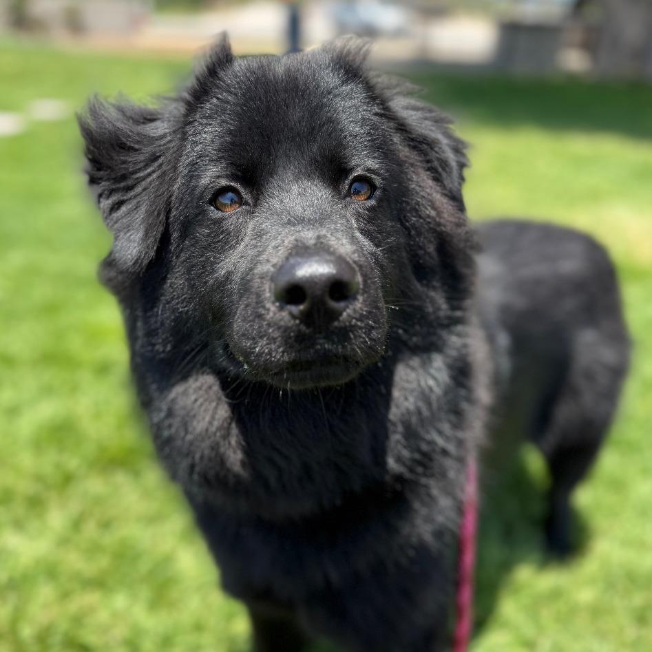 Aquarius, a Adoptable mixed breed in Santa Barbara, CA image 4/6