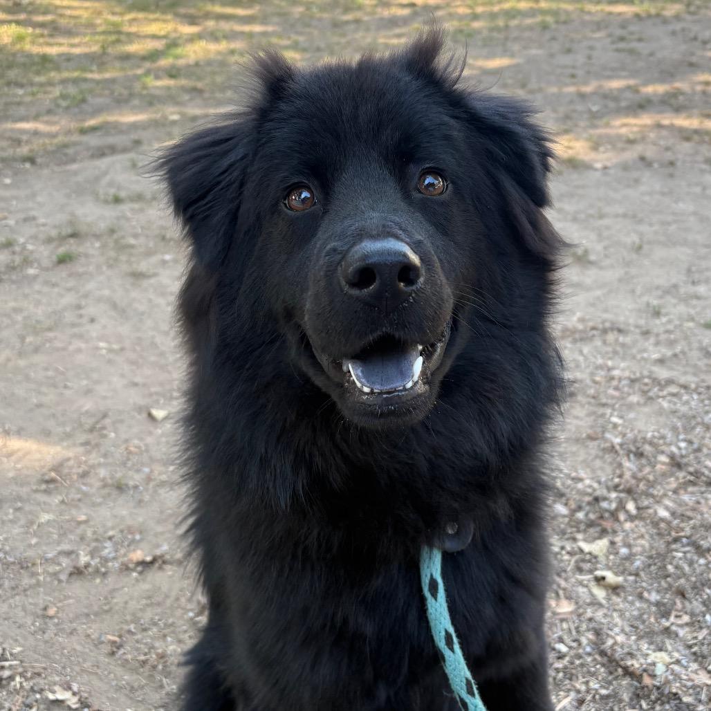 Aquarius, a Adoptable mixed breed in Santa Barbara, CA image 5/6