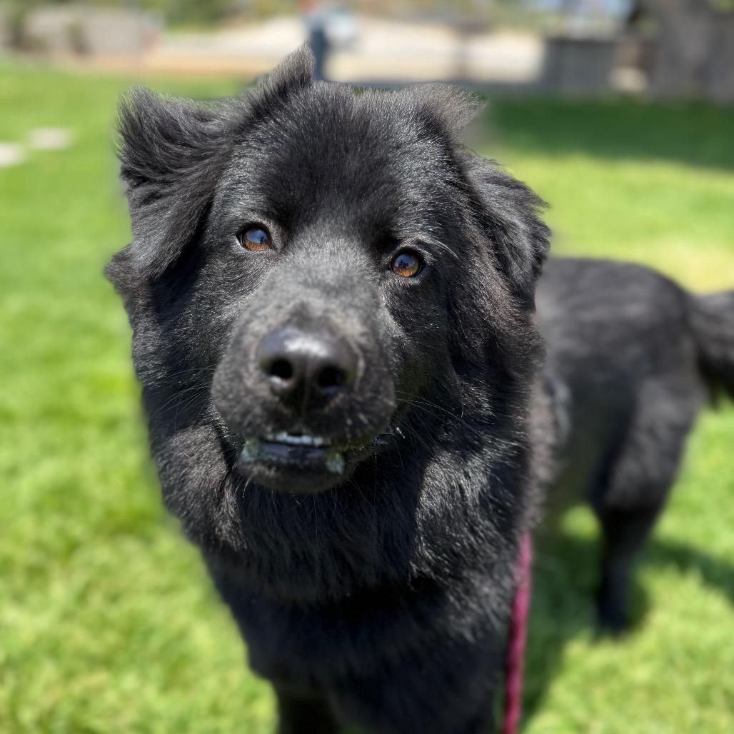 Aquarius, a Adoptable mixed breed in Santa Barbara, CA image 6/6