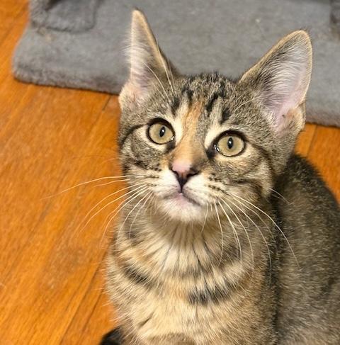 Enlarge Artemis and Nebula, an adopted mixed breed in Schenectady, NY image 3/5