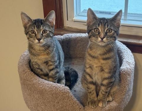 Enlarge Artemis and Nebula, an adopted mixed breed in Schenectady, NY image 1/5