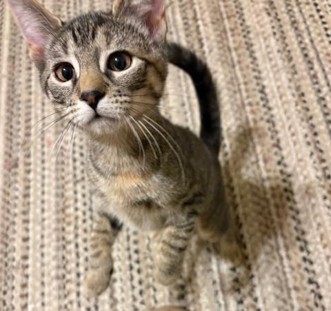 Enlarge Artemis and Nebula, an adopted mixed breed in Schenectady, NY image 4/5