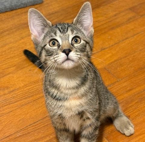 Enlarge Artemis and Nebula, an adopted mixed breed in Schenectady, NY image 2/5