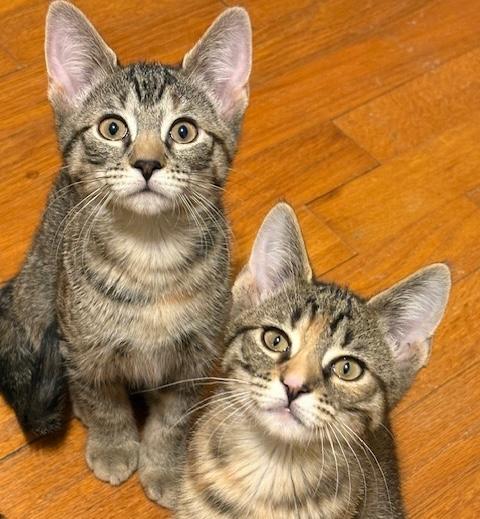 Enlarge Artemis and Nebula, an adopted mixed breed in Schenectady, NY image 5/5