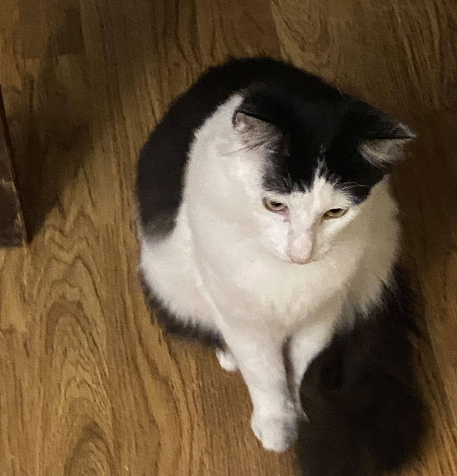 Enlarge Felix (& Heathcliff), a Adoptable Domestic Short Hair in Castro Valley, CA image 1/3