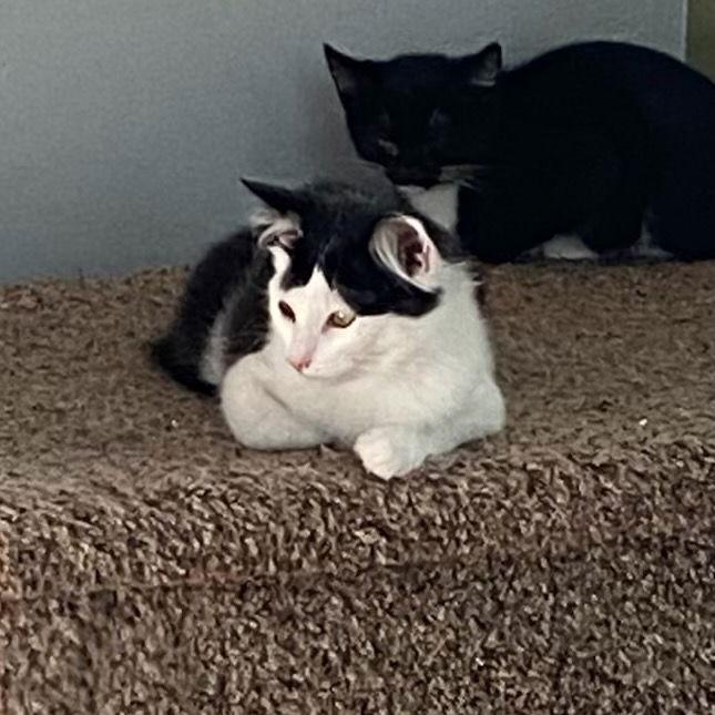 Enlarge Felix (& Heathcliff), a Adoptable Domestic Short Hair in Castro Valley, CA image 1/3