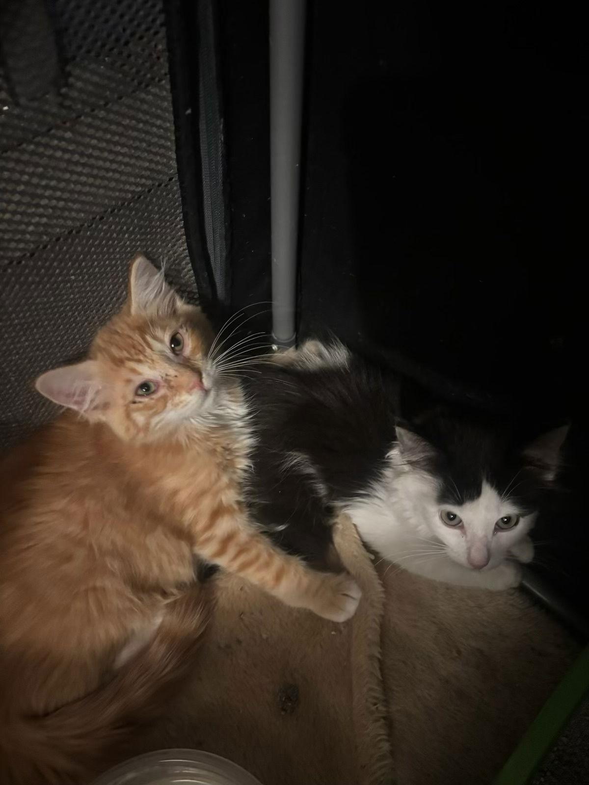 Enlarge Felix (& Heathcliff), a Adoptable Domestic Short Hair in Castro Valley, CA image 2/3