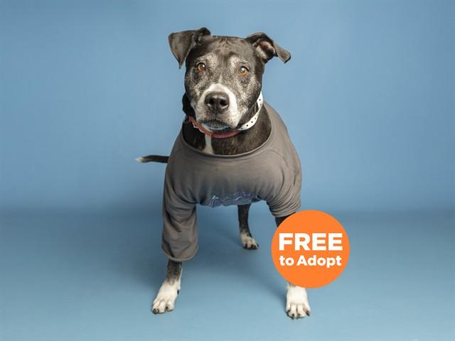 Enlarge PEPPERMINT, a Adoptable Pit Bull Terrier in Phoenix, AZ image 1/1