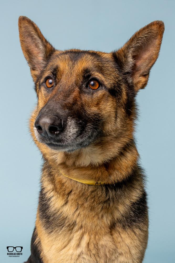 Magnus, Adoptable, Adult Male German Shepherd Dog.