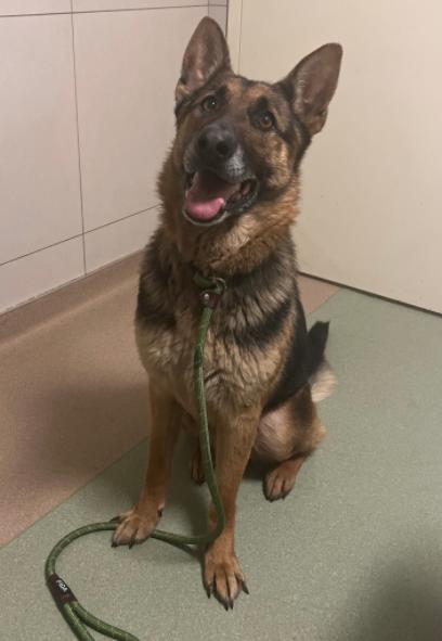 Enlarge Magnus, a Adoptable German Shepherd Dog in Palatine, IL image 1/1