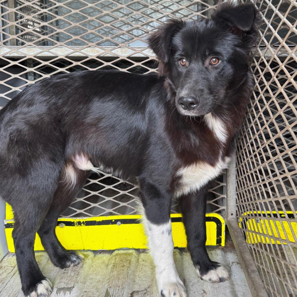 Hawkins, Adoptable, Young Male Shepherd.