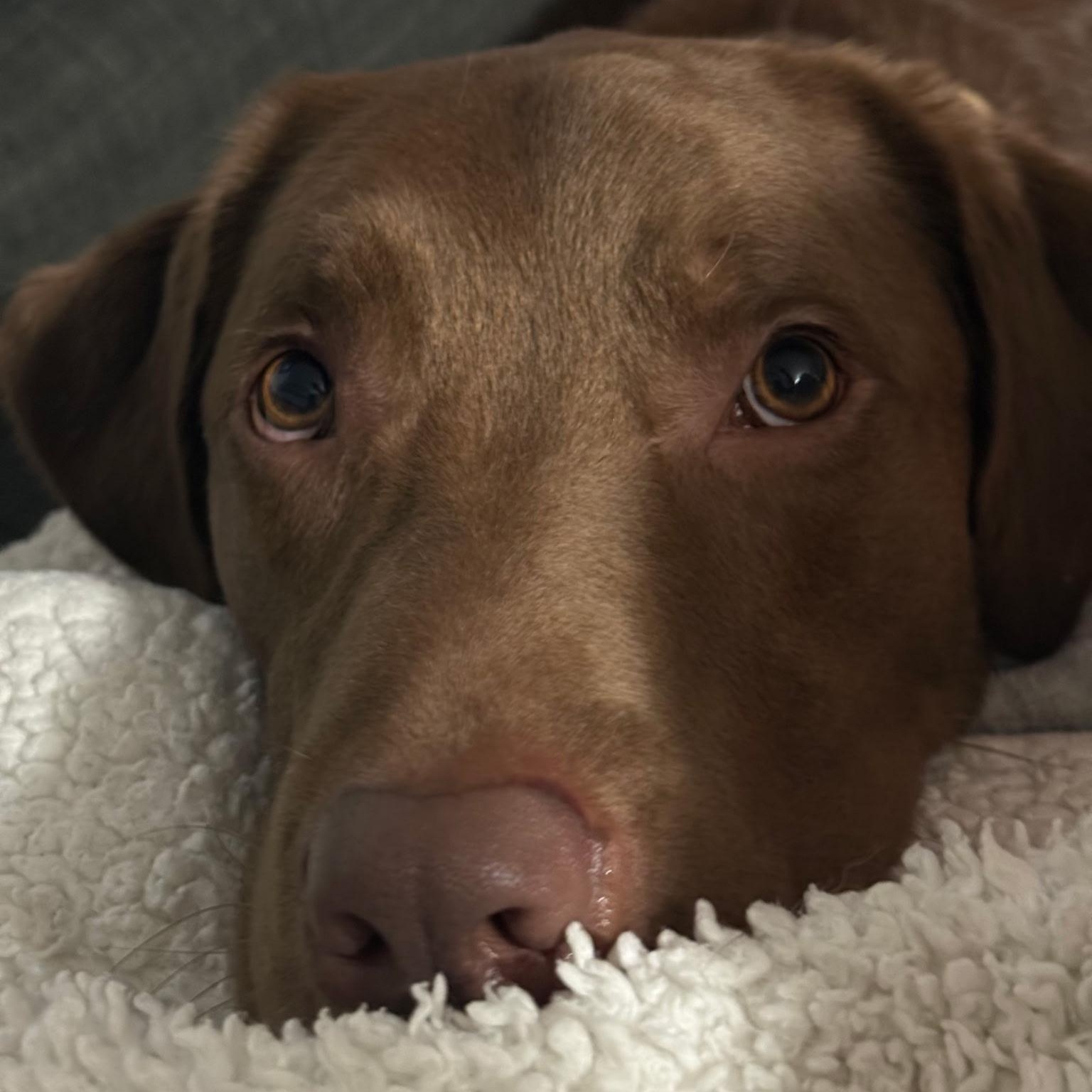 Rocket, an adopted Labrador Retriever in San Francisco, CA image 3/3