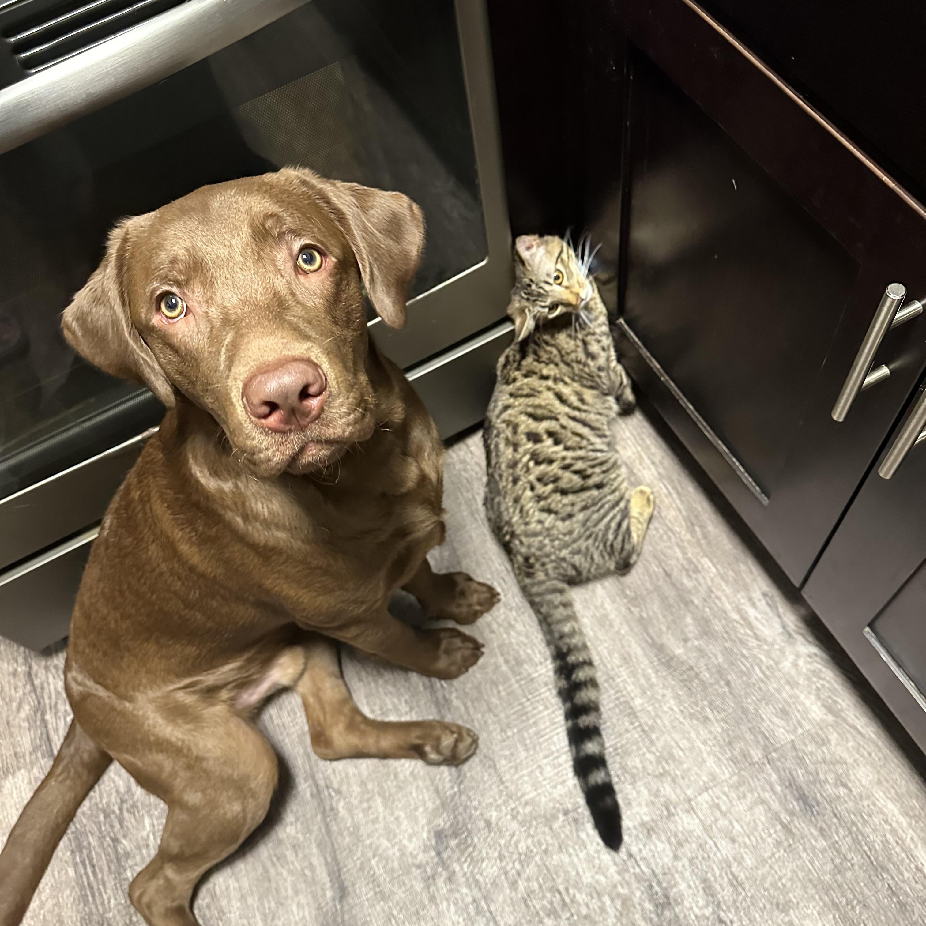Rocket, an adopted Labrador Retriever in San Francisco, CA image 2/3