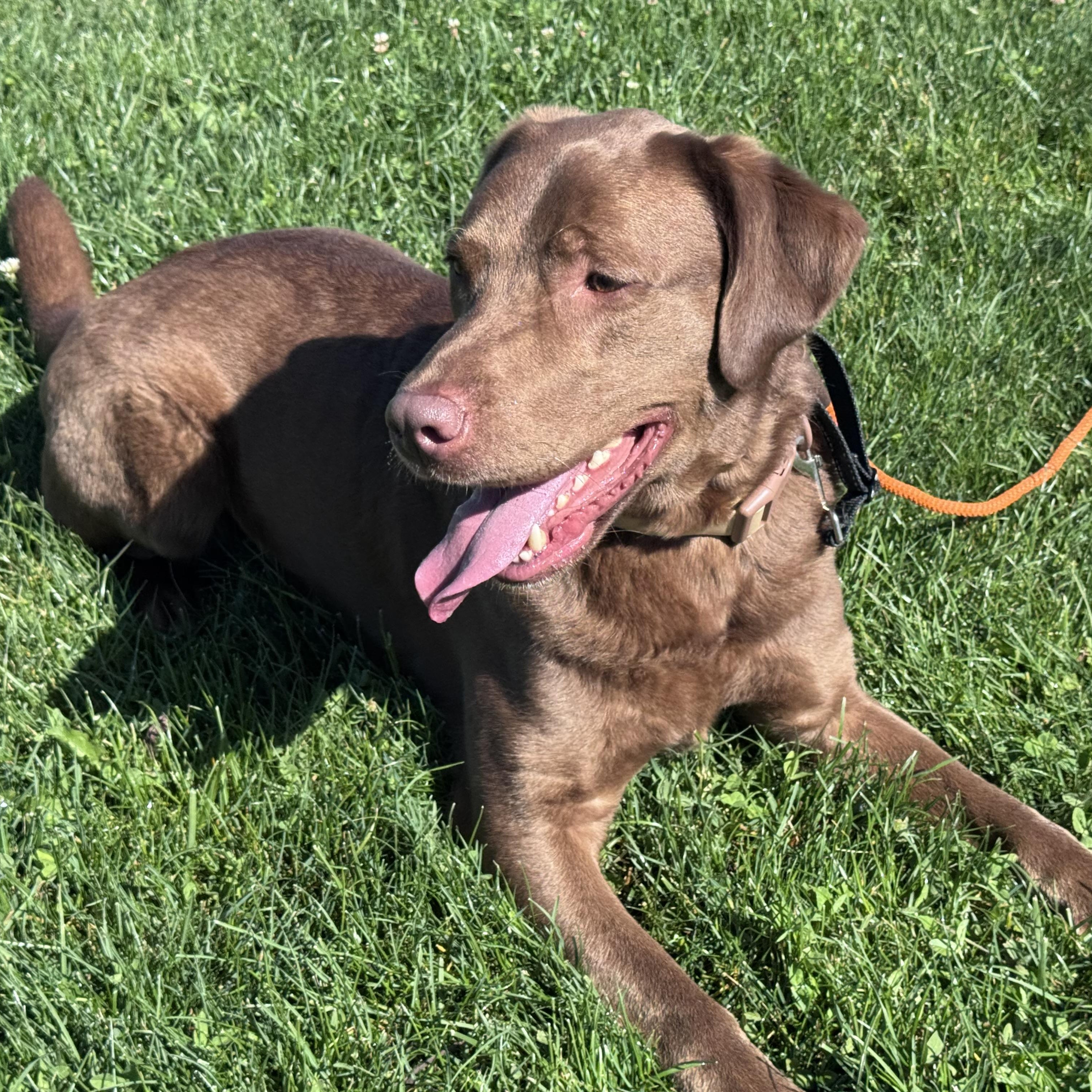 Rocket, adopted, Young Male Labrador Retriever.