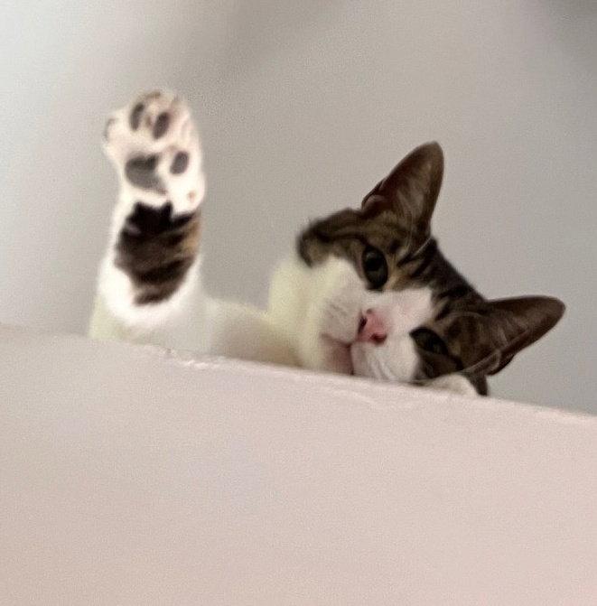 Enlarge Grover, a Adoptable Domestic Short Hair in Markham, ON image 1/3