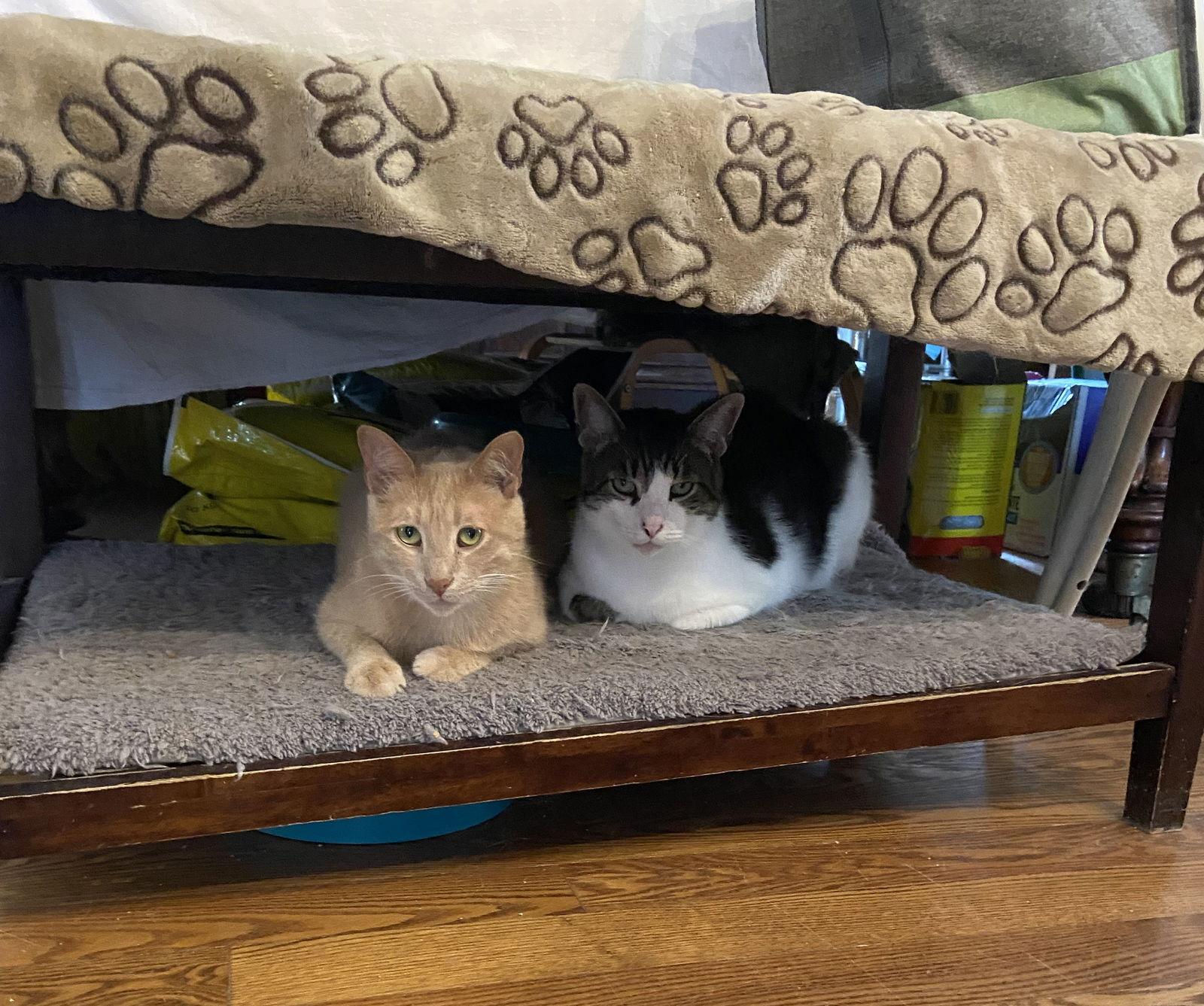 Enlarge Grover, a Adoptable Domestic Short Hair in Markham, ON image 2/3