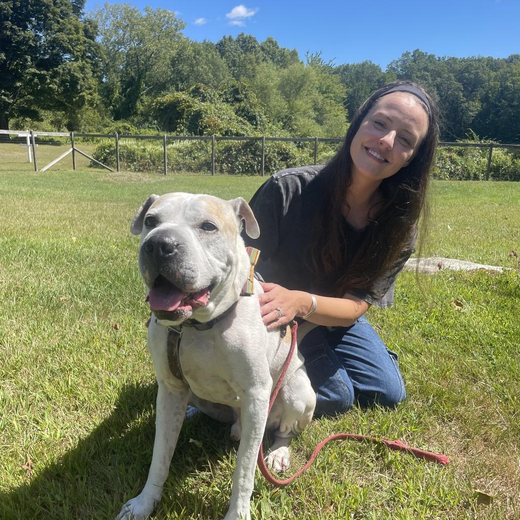 Hank, Adoptable, Senior Male Shar-Pei & Pit Bull Terrier.